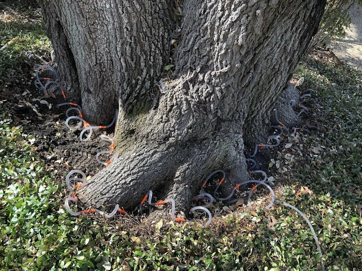 Detailed Tree Cabling and Bracing job site in Rocky Comfort