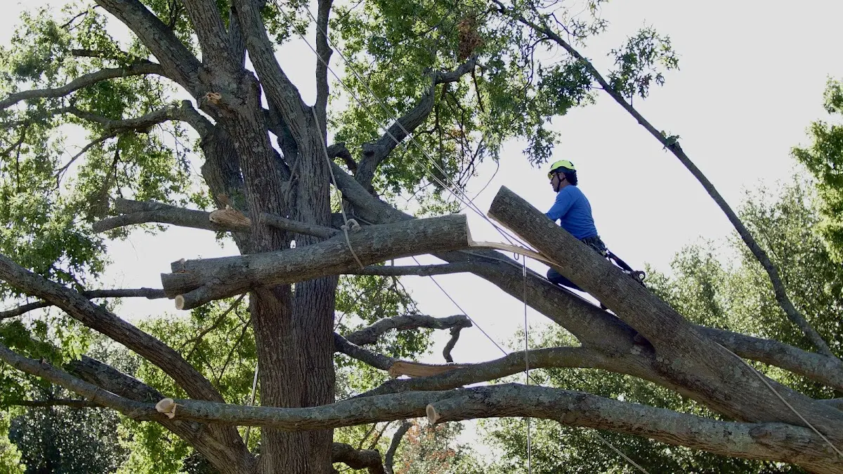 Professional Hazardous Tree Removal performed by certified arborists in Rocky Comfort
