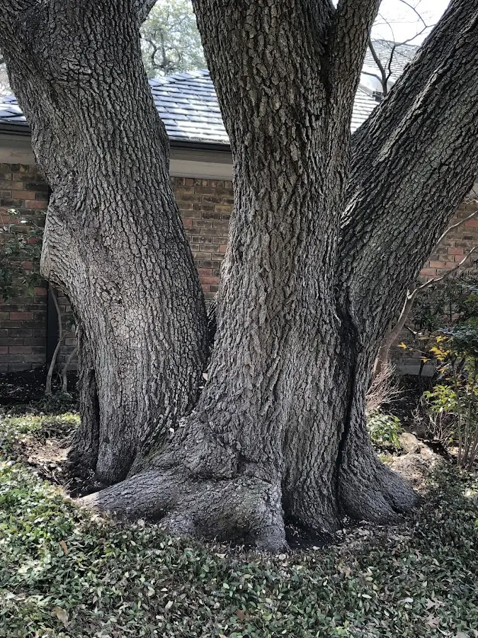 Mature heritage tree close to a Rocky Comfort property cared for by certified arborists